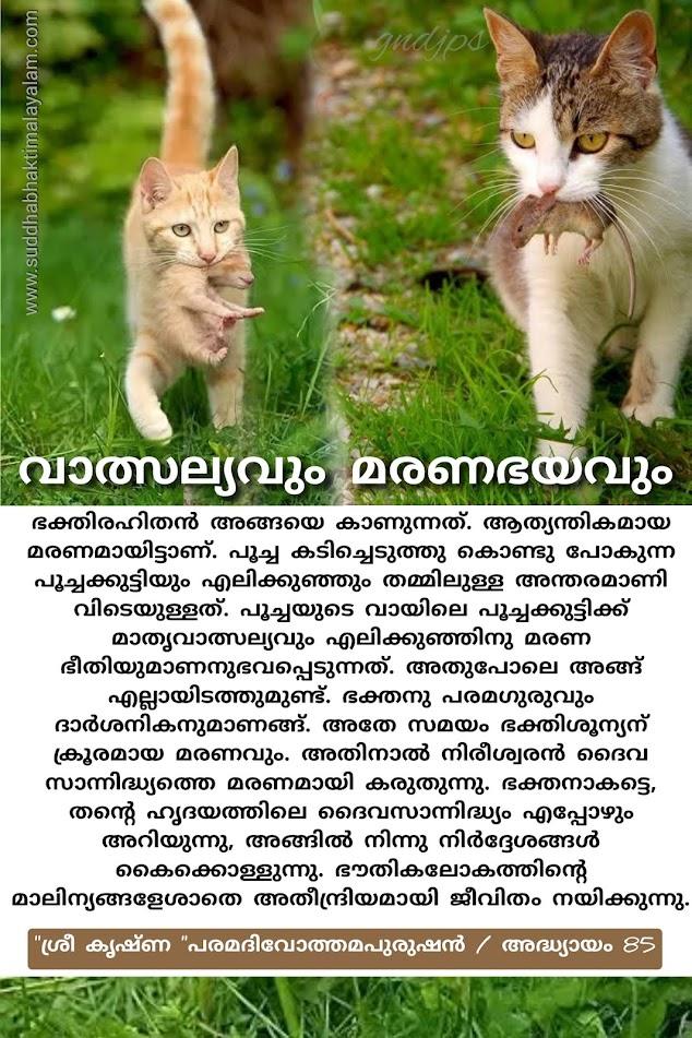 വാത്സല്യവും മരണഭയവും